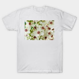 Verbascum chaixii  'Album'  White nettle-leaved mullein T-Shirt